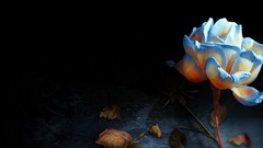 Archigraph Reza farsipack