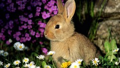 Archigraph Reza farsipack