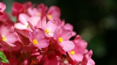 Archigraph Reza farsipack