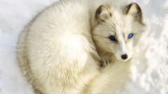 Arctic fox foxes