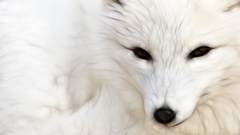 Arcticfox