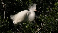 Ardea Birds heron Animals