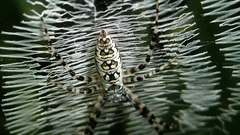 Argiope spiders high insect
