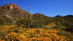 Arizona Mexican pipes organ National