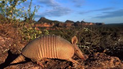 Armadillo