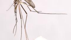 Armigeres subalbatus insect