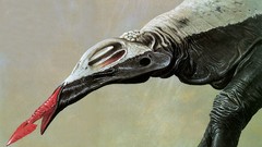 Arrow tongue expedition high