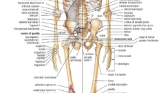 Art Bones body human anatomy