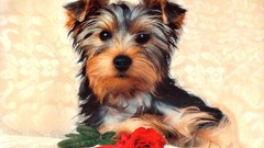 Artistic Animals Dogs yorkshire