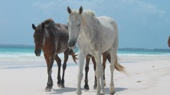 Artwork Art horsest Sea