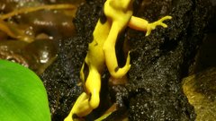 Atelopus high