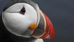 Atlantic puffin seabird species
