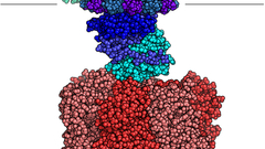 Atp synthase You can