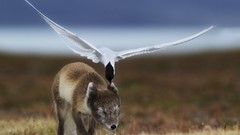 Attack Birds Prey foxes