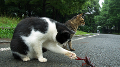 Attack cats Kittens cancer