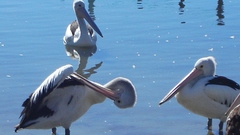 Aussie trip part high