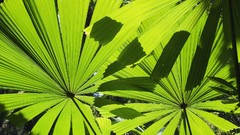 Australia Beaches palm leaves