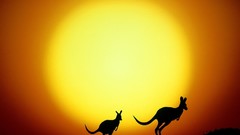 Australia kangaroos sun Animals