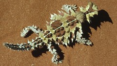 Australia spikes devil Reptiles lizards western thorny lizard