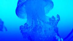 Australisk vitprickig Manet phyllorhiza