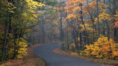 Autumn brown roads