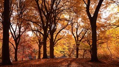 Autumn Central Park forests