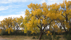Autumn fall high Resolution galisteo