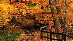 Autumn forests paths colors