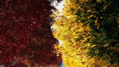 Autumn forests tree farm