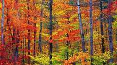 Autumn forests Treecko Landscapes