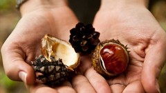 Autumn hands cone chestnut