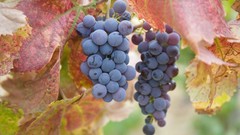 Autumn harvest grapes fruits fruit trees