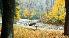 Autumn leaves bench park