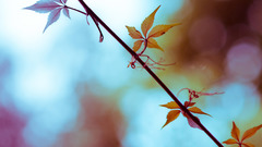 Autumn leaves depth of