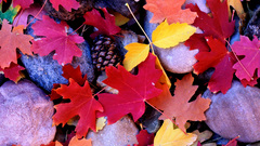 Autumn leaves maple leaf