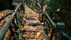 Autumn leaves paths Bridges