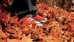 Autumn leaves Shoes Converse