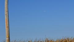 Autumn moon corn blue skies telephone pole