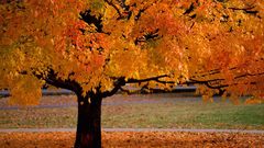 Autumn orange leaves fallen