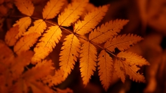 Autumn orange leaves macro