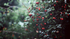 Autumn rain Plants dog