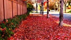 Autumn red path nature