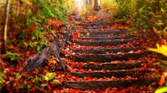 Autumn tree trunks fallen leaves stairways