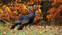 Autumn wildlife Turkey bird