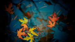 Autumn You best New post leafs have unpopular