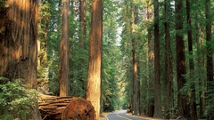 Avenue Giants humboldt redwood