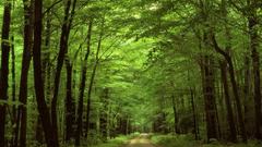 Avenue road tress World