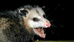Awesome opossum animal