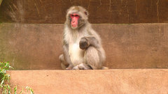 Baboon monkey stairs animal