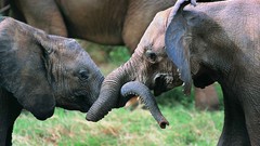 Baby animals Animals elephants